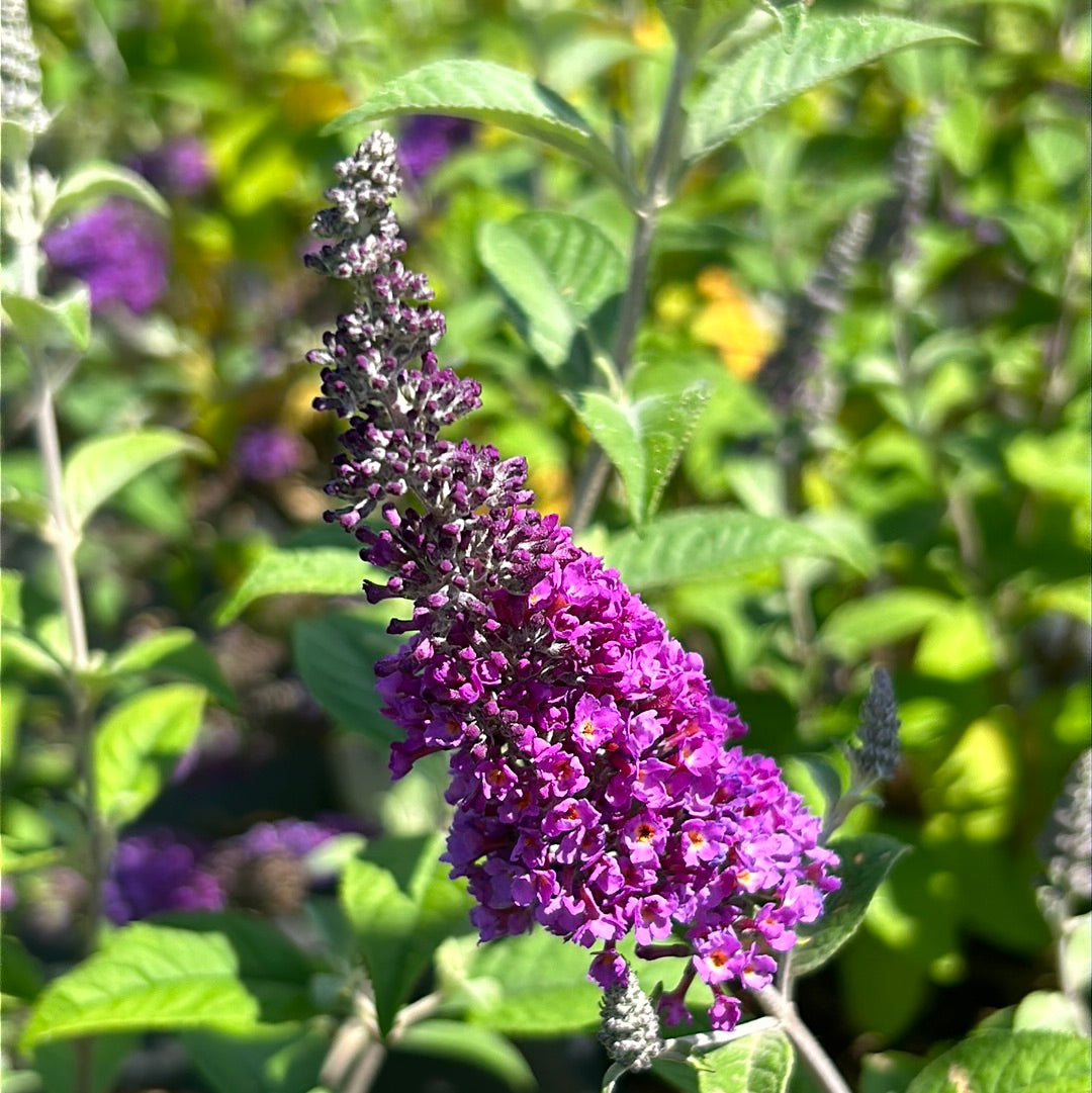 Lo &amp; Behold® Blue Chip Jr. Butterfly Bush growing in a landscaped garden