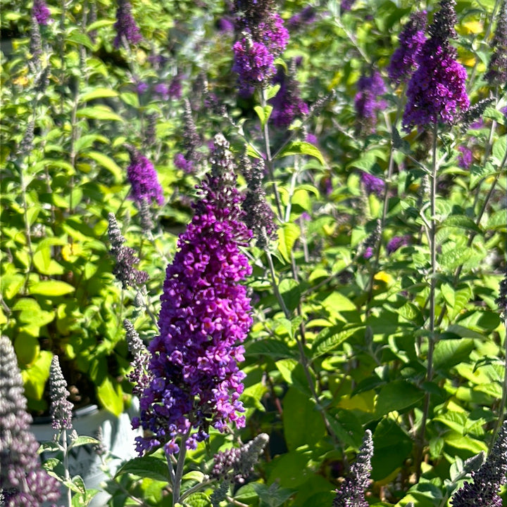 Lo &amp; Behold® Blue Chip Jr. Butterfly Bush growing in a landscaped garden