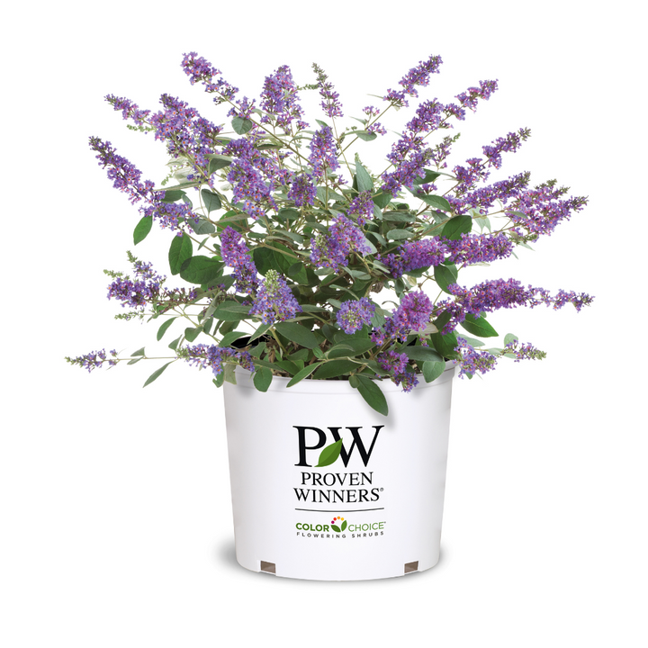 Lo &amp; Behold® Blue Chip Jr. Butterfly Bush growing in a landscaped garden