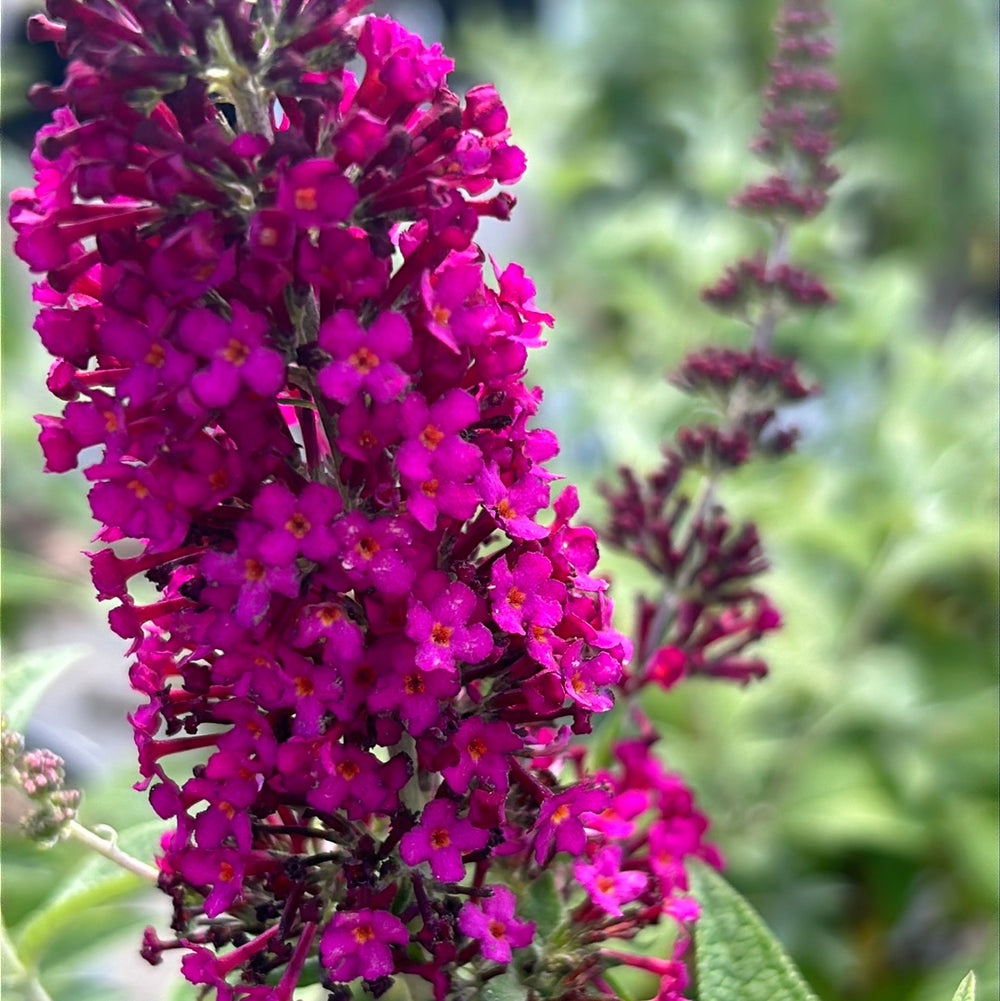 Miss Molly Butterfly Bush growing in a landscaped garden