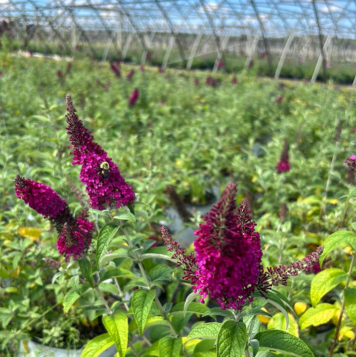 Miss Molly Butterfly Bush growing in a landscaped garden