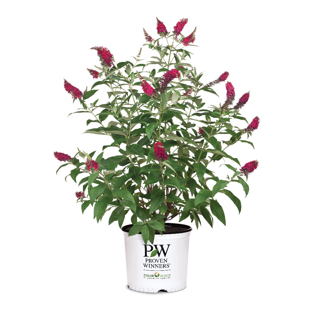 Miss Molly Butterfly Bush growing in a landscaped garden