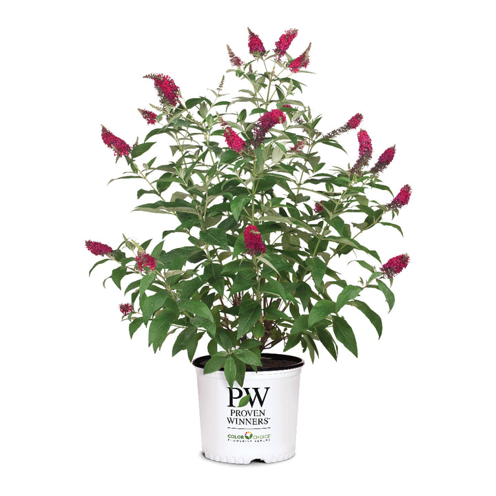 Miss Molly Butterfly Bush growing in a landscaped garden
