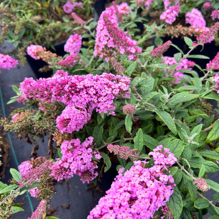 Pink Delight Butterfly Bush growing in a landscaped garden