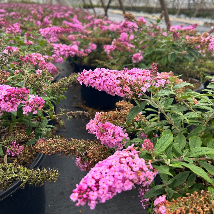 Pink Delight Butterfly Bush growing in a landscaped garden