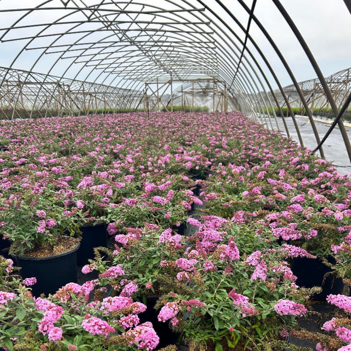 Pink Delight Butterfly Bush growing in a landscaped garden