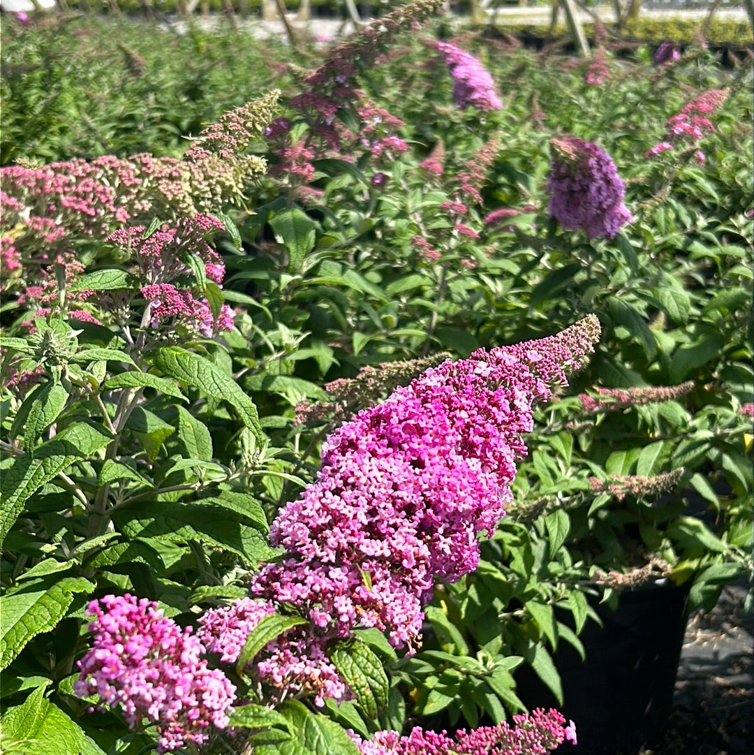 Butterfly Bush Pink Delight #3