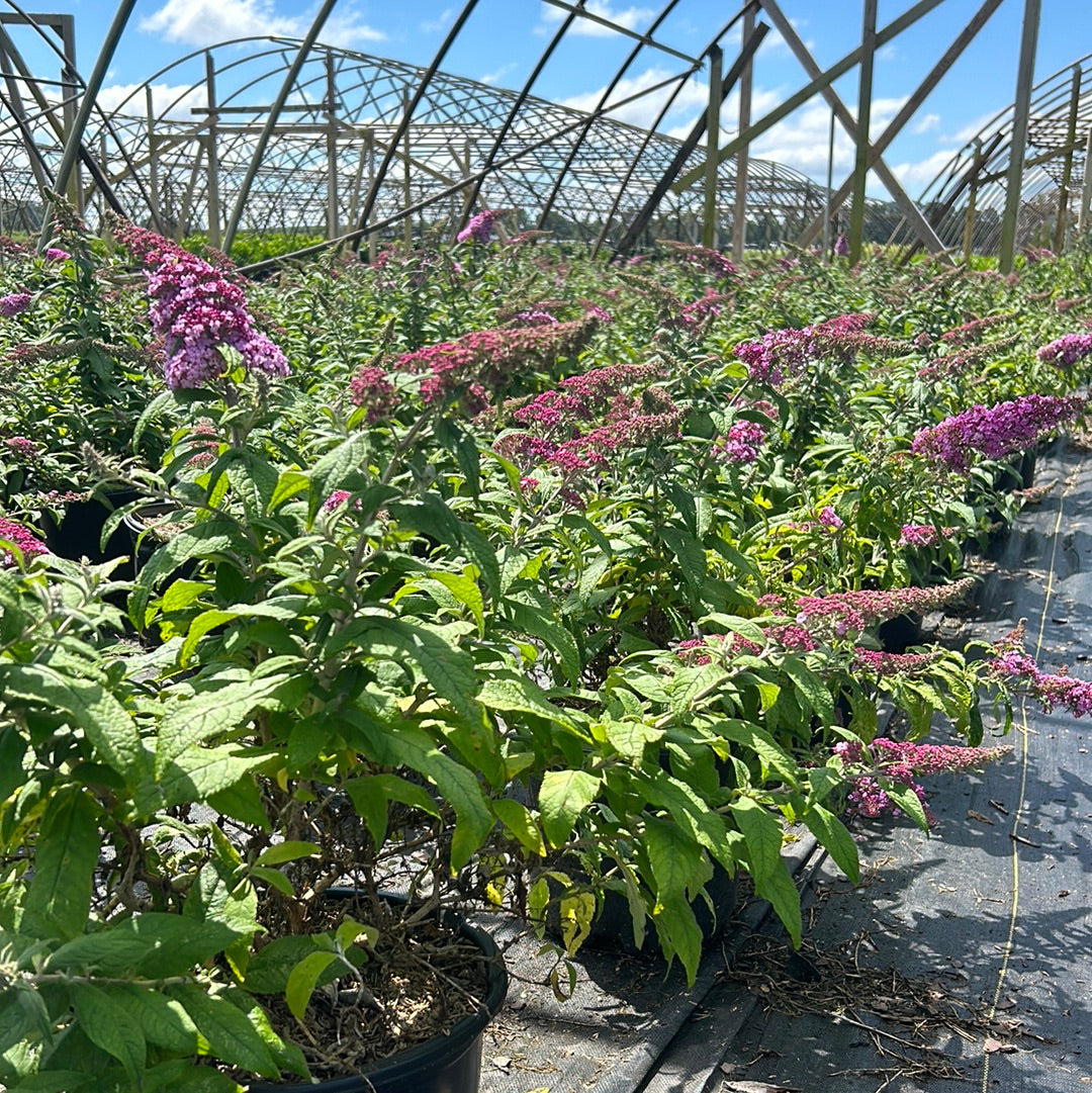 Pink Delight Butterfly Bush growing in a landscaped garden