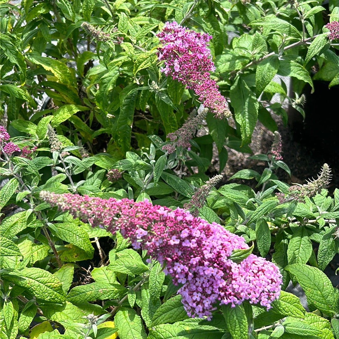 Pink Delight Butterfly Bush growing in a landscaped garden