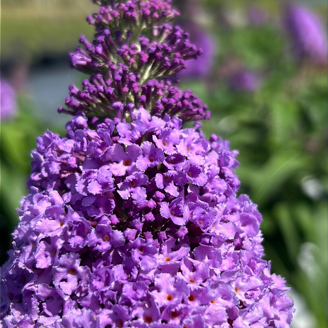 Pugster® Amethyst Butterfly Bush growing in a landscaped garden