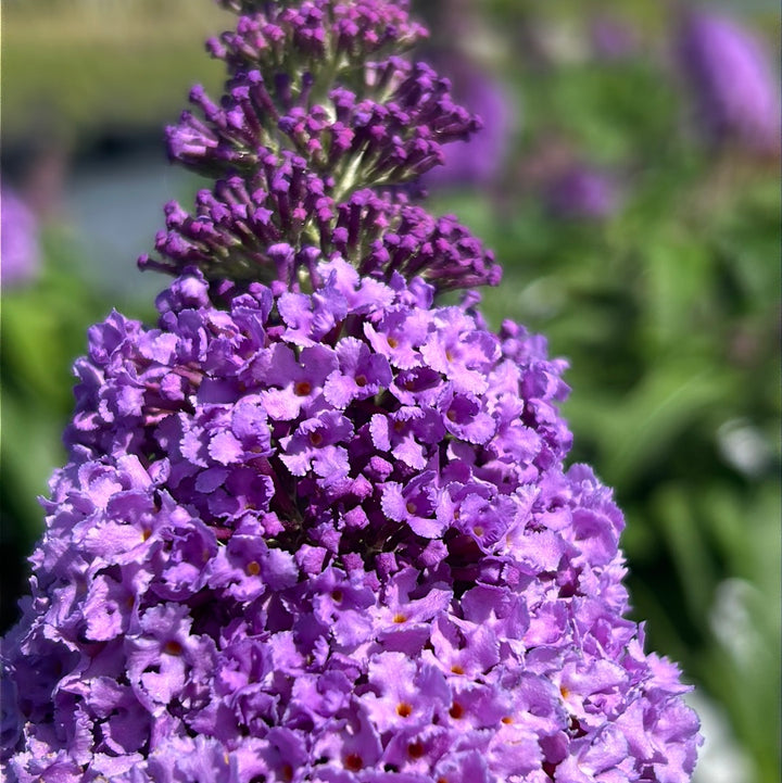 Pugster® Amethyst Butterfly Bush growing in a landscaped garden