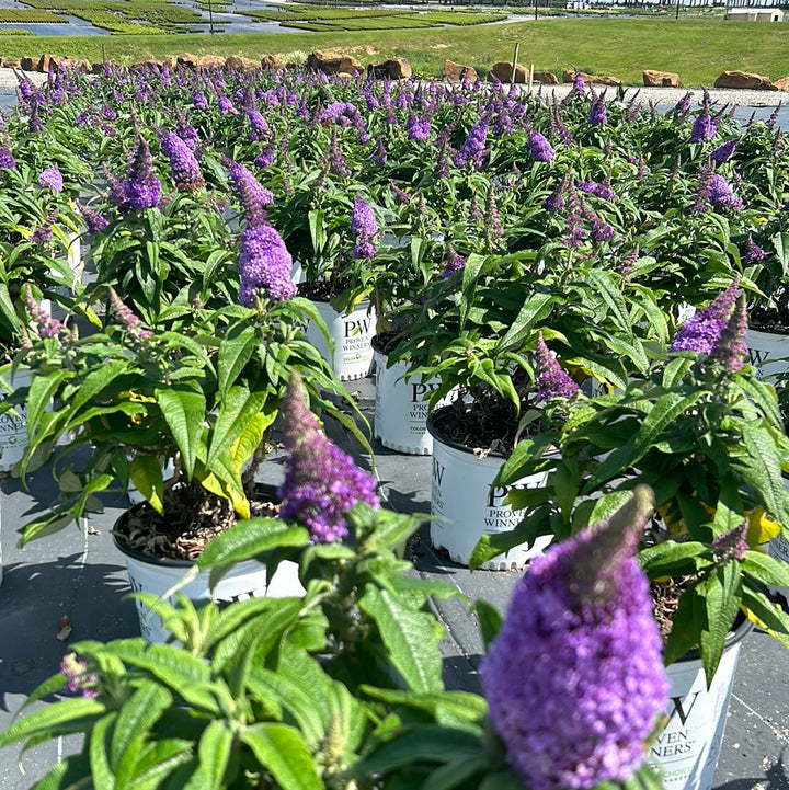 Pugster® Amethyst Butterfly Bush growing in a landscaped garden