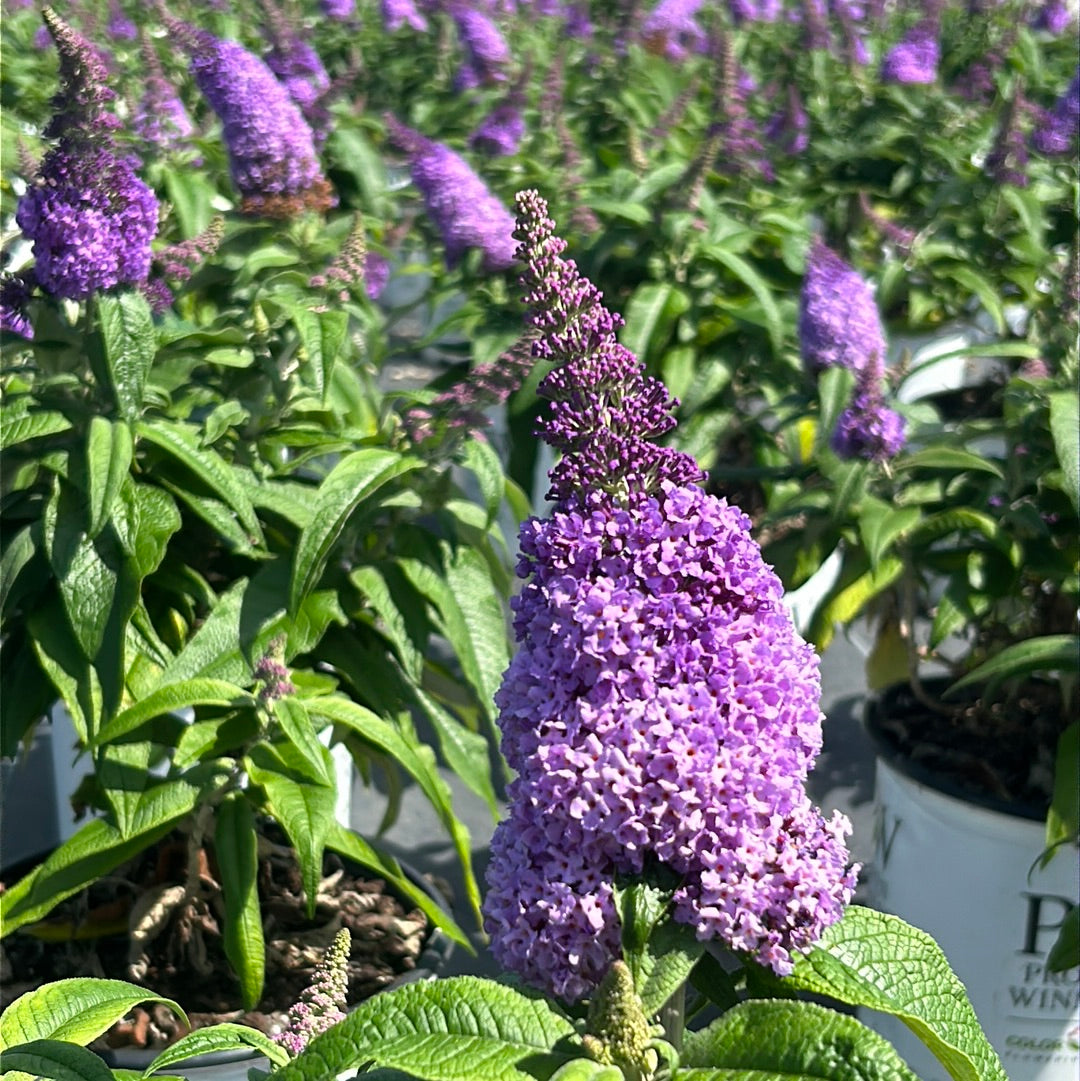 Pugster® Amethyst Butterfly Bush growing in a landscaped garden