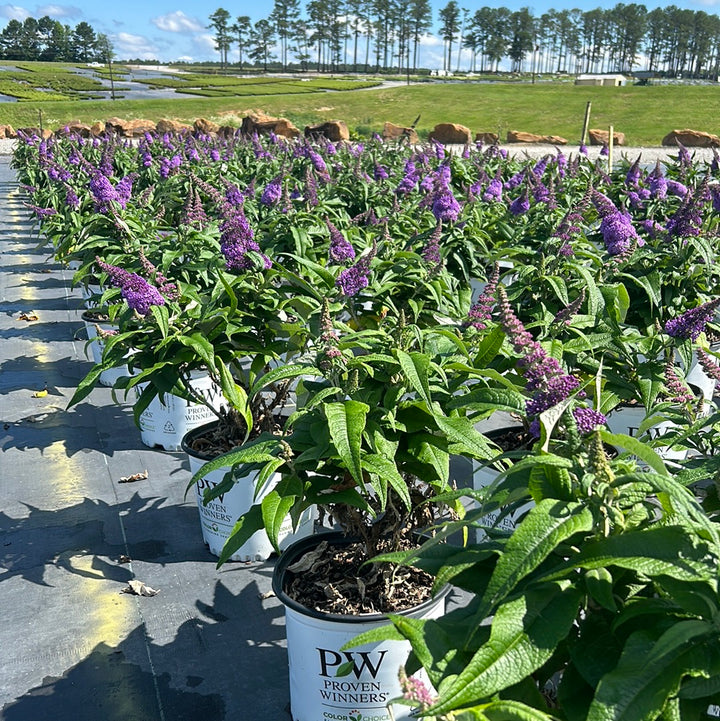 Pugster® Amethyst Butterfly Bush growing in a landscaped garden