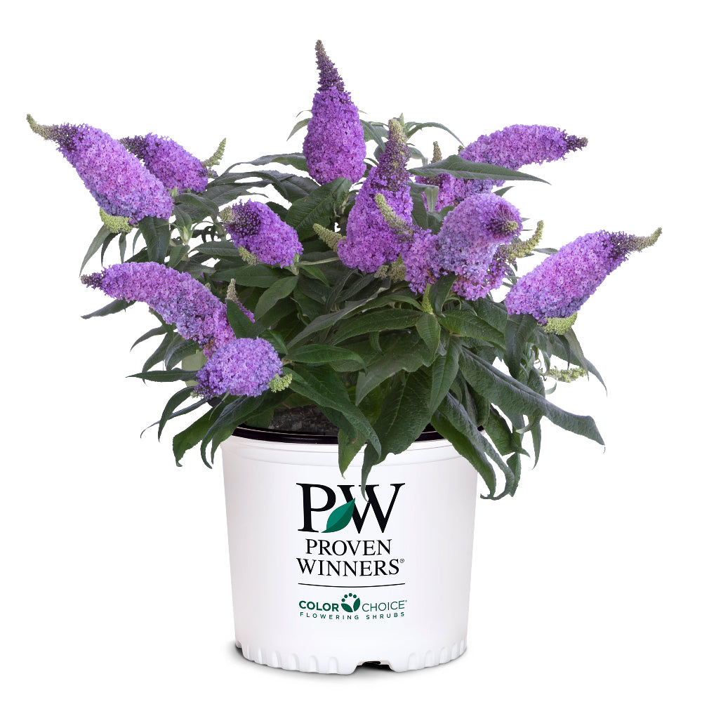 Pugster® Amethyst Butterfly Bush growing in a landscaped garden