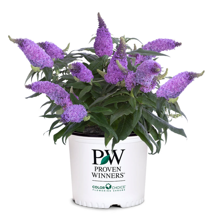 Pugster® Amethyst Butterfly Bush growing in a landscaped garden