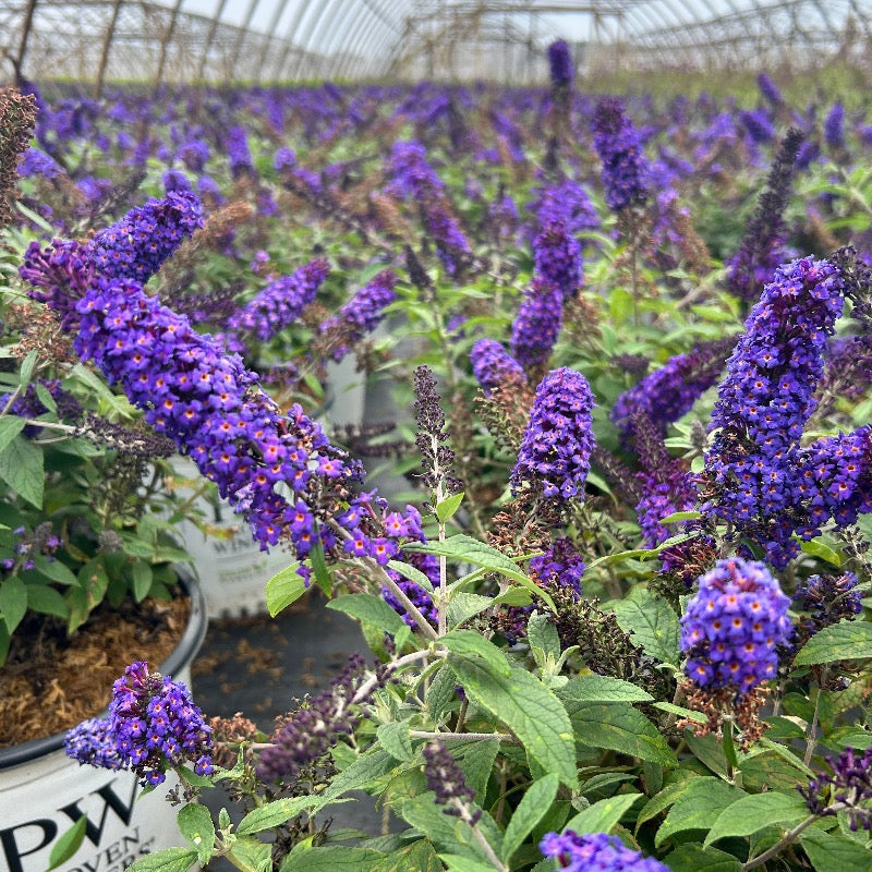 Pugster® Blue Butterfly Bush growing in a landscaped garden