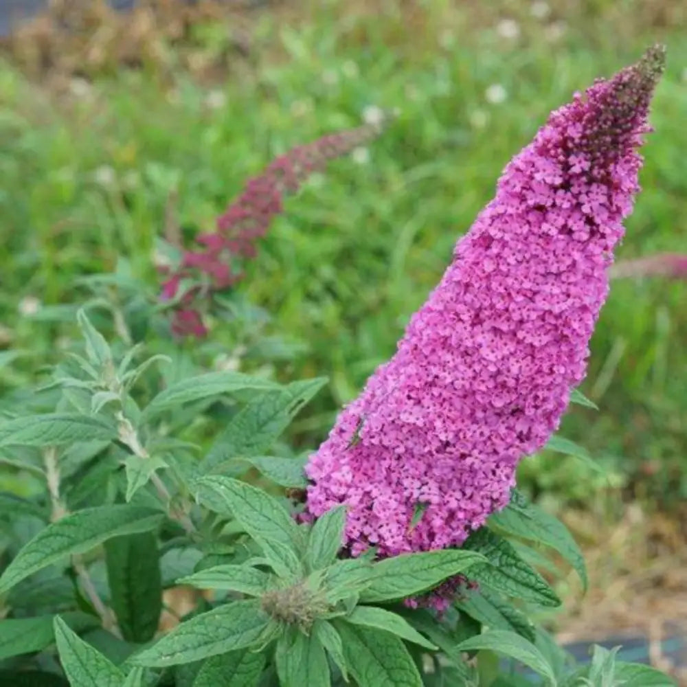 Pugster® Pinker Butterfly Bush growing in a landscaped garden