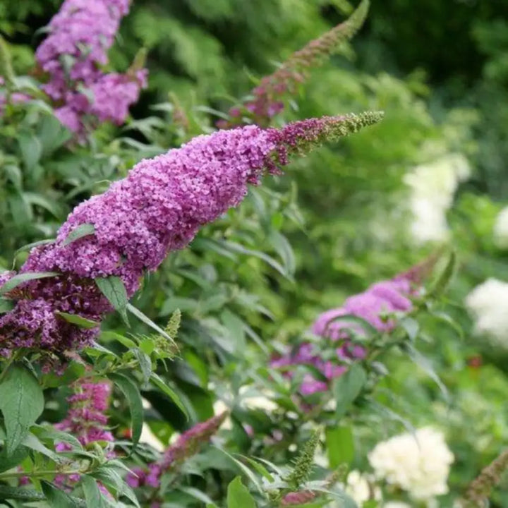 Pugster® Pinker Butterfly Bush growing in a landscaped garden