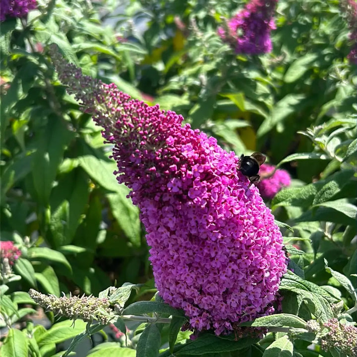 Pugster® Pinker Butterfly Bush growing in a landscaped garden