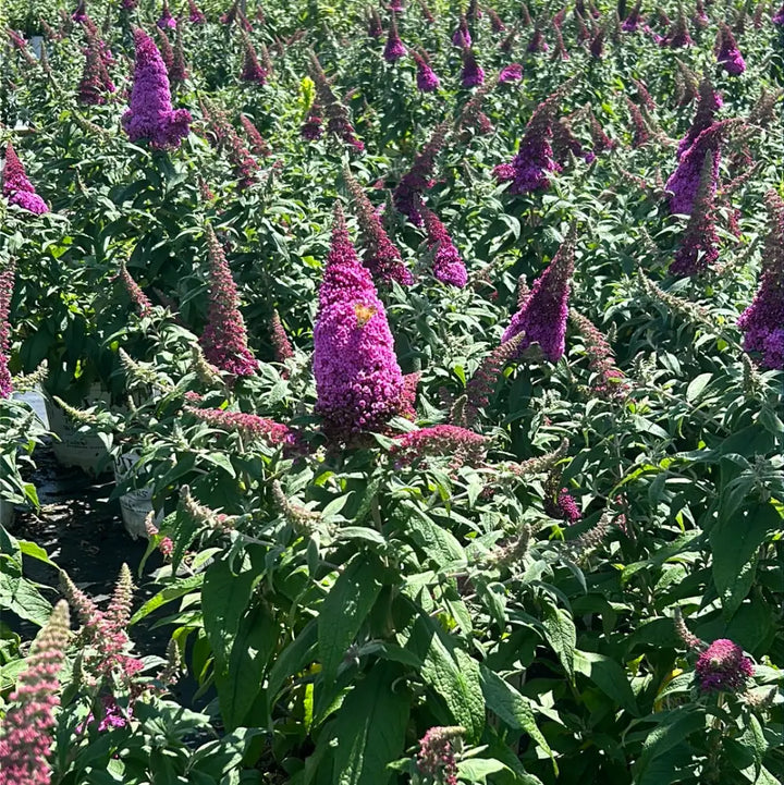 Pugster® Pinker Butterfly Bush growing in a landscaped garden