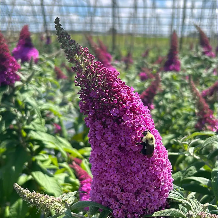 Pugster® Pinker Butterfly Bush growing in a landscaped garden