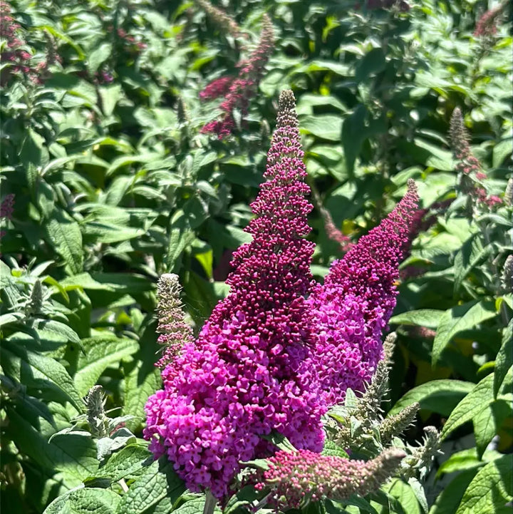 Pugster® Pinker Butterfly Bush growing in a landscaped garden