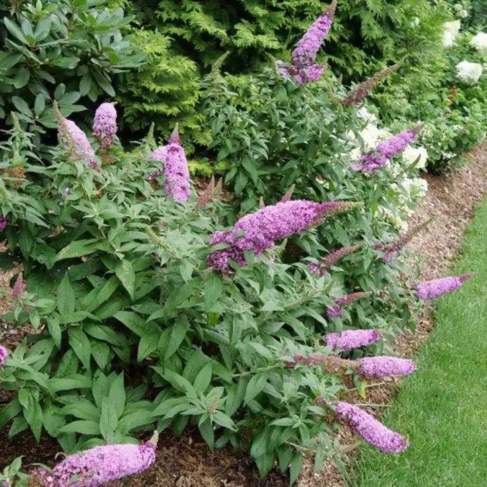 Pugster® Pinker Butterfly Bush growing in a landscaped garden