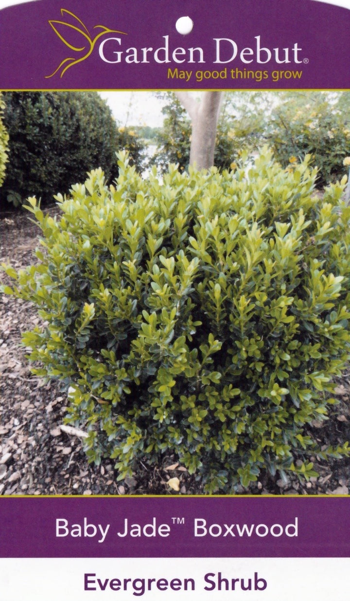 Baby Jade™ Boxwood showing its characteristic foliage and growth habit