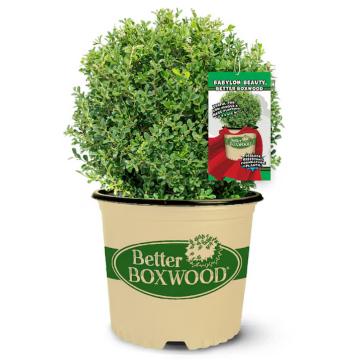 BetterBOXWOOD® Babylon Beauty™ showing its characteristic foliage and growth habit