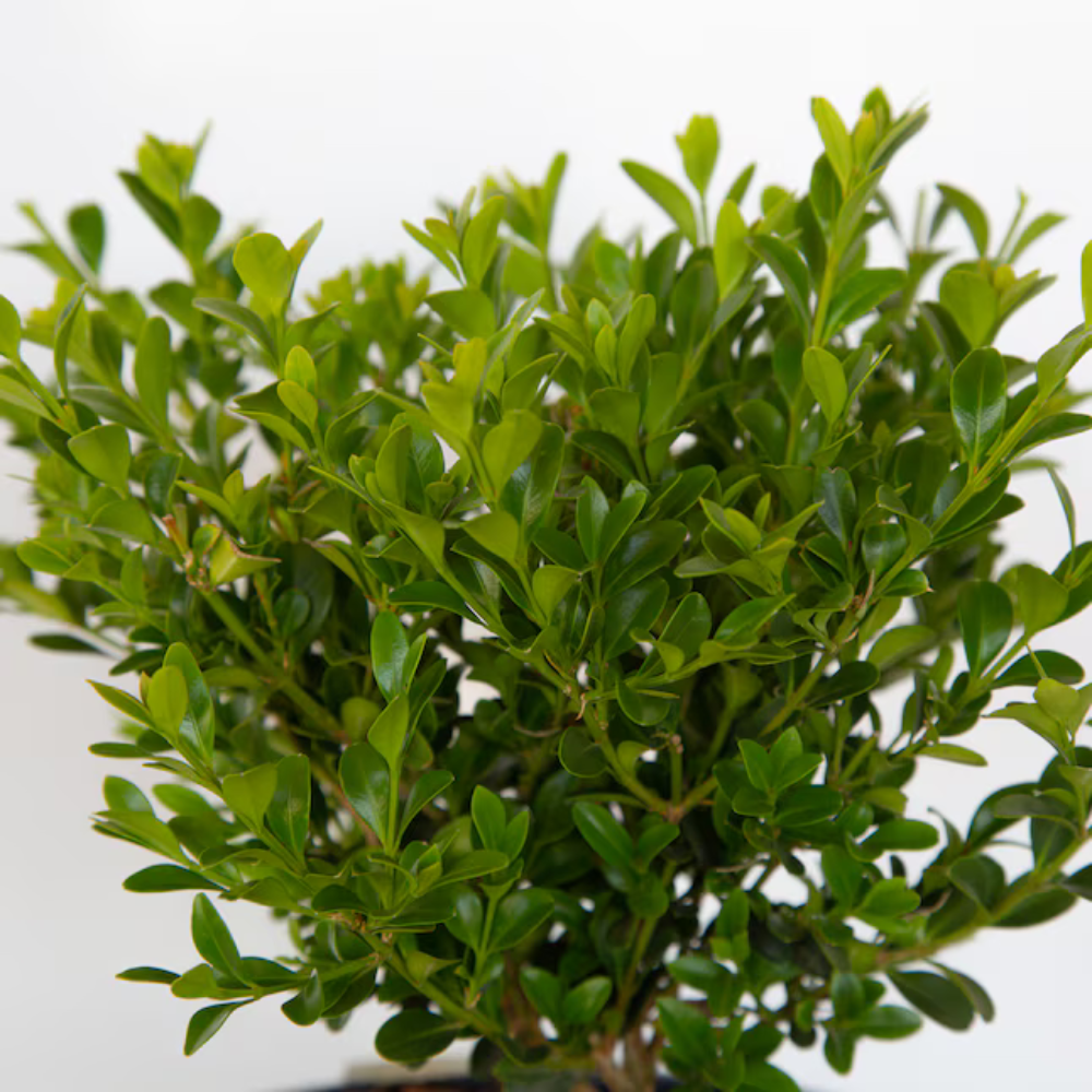 BetterBOXWOOD® Babylon Beauty™ showing its characteristic foliage and growth habit