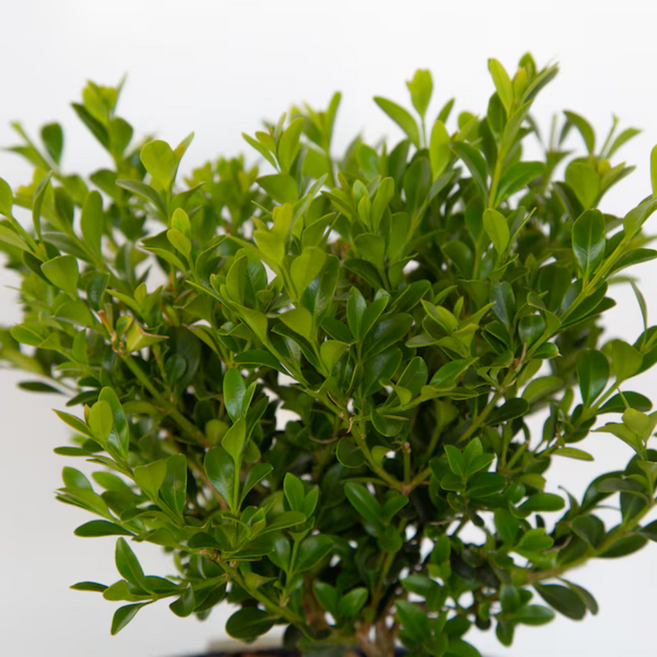 BetterBOXWOOD® Babylon Beauty™ showing its characteristic foliage and growth habit