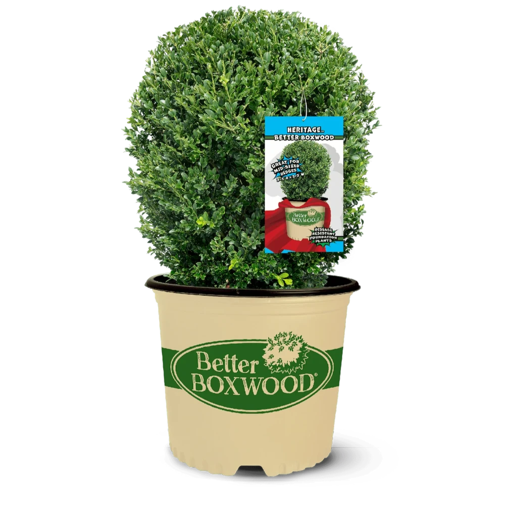 BetterBOXWOOD® Heritage™ showing its characteristic foliage and growth habit
