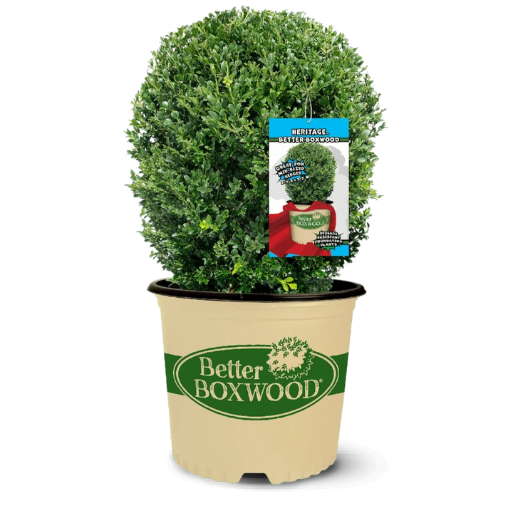BetterBOXWOOD® Heritage™ showing its characteristic foliage and growth habit