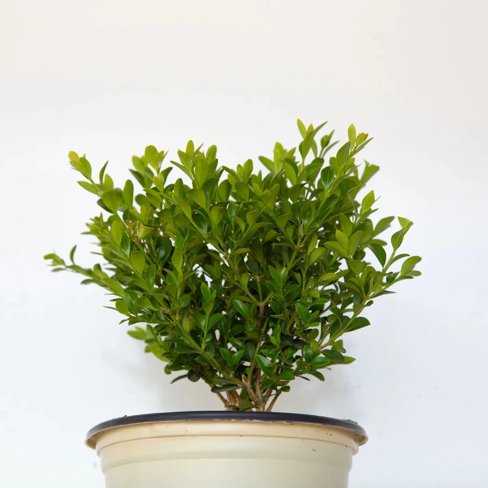 BetterBOXWOOD® Heritage™ showing its characteristic foliage and growth habit