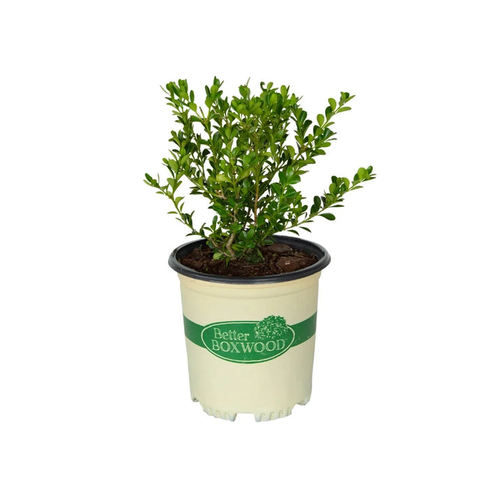 BetterBOXWOOD® Renaissance™ showing its characteristic foliage and growth habit