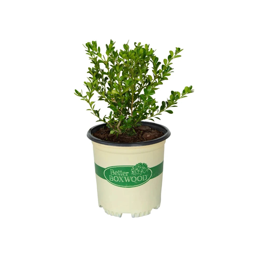 Buxus BetterBOXWOOD® Renaissance™ | GoBuyPlants