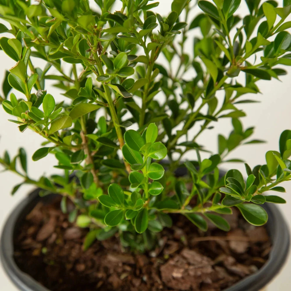 BetterBOXWOOD® Renaissance™ showing its characteristic foliage and growth habit