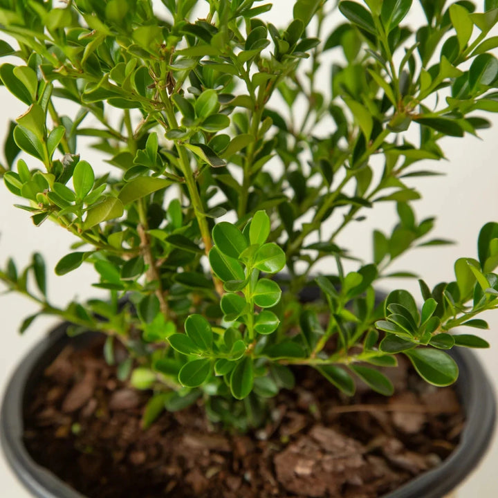BetterBOXWOOD® Renaissance™ showing its characteristic foliage and growth habit