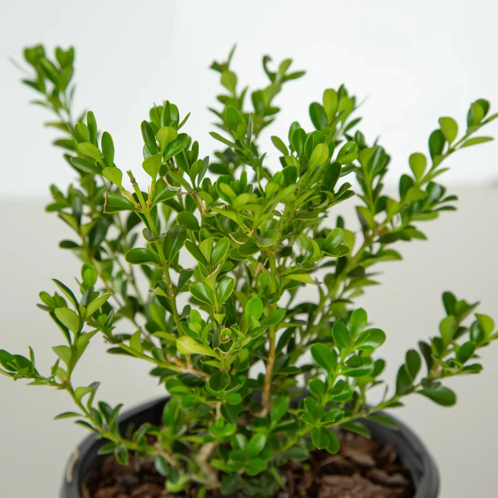 BetterBOXWOOD® Renaissance™ showing its characteristic foliage and growth habit