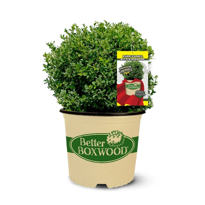 BetterBOXWOOD® Renaissance™ showing its characteristic foliage and growth habit