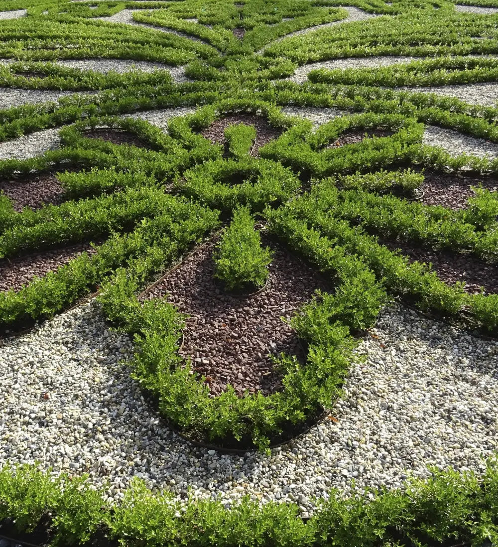 BetterBOXWOOD® Renaissance™ showing its characteristic foliage and growth habit