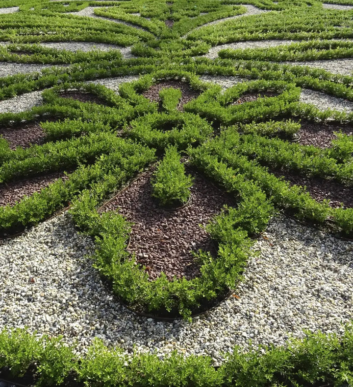 BetterBOXWOOD® Renaissance™ showing its characteristic foliage and growth habit