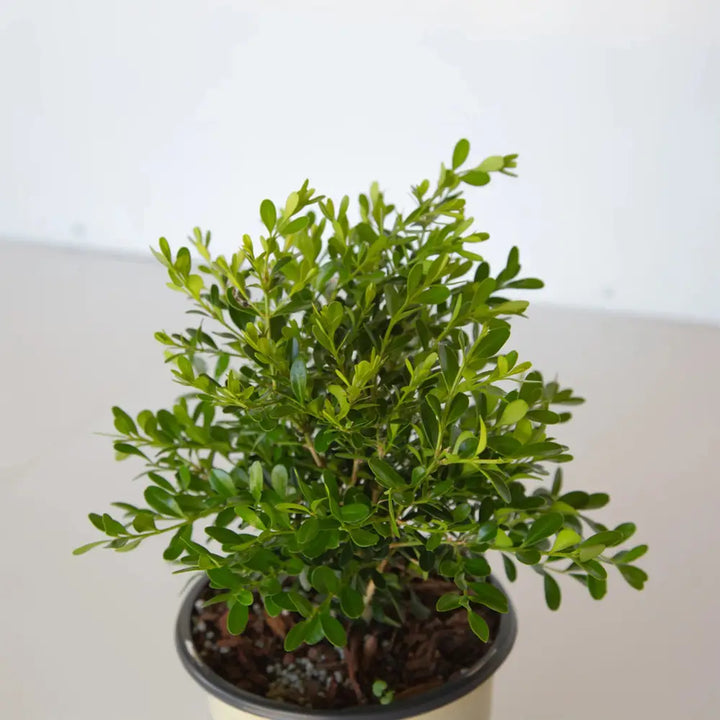 BetterBOXWOOD® Skylight™ showing its characteristic foliage and growth habit