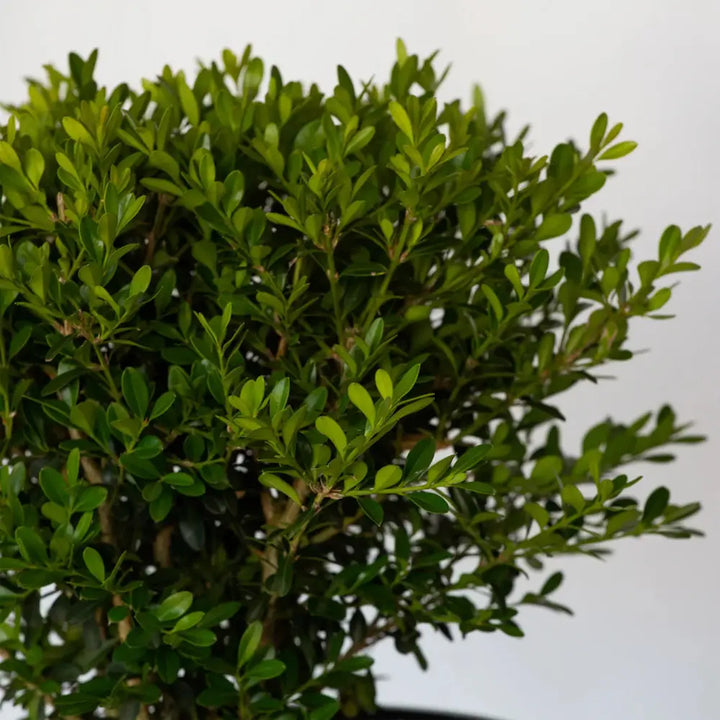 BetterBOXWOOD® Skylight™ showing its characteristic foliage and growth habit