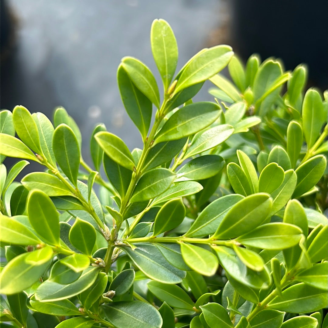 Franklin's Gem Korean Boxwood showing its characteristic foliage and growth habit