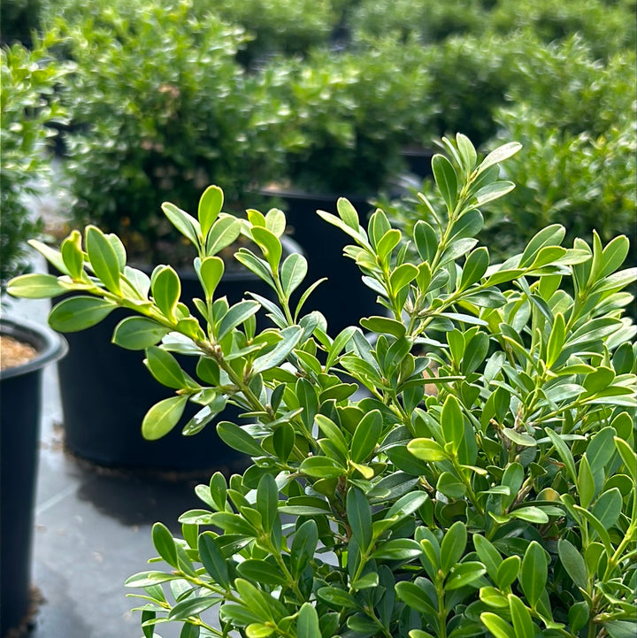 Franklin&