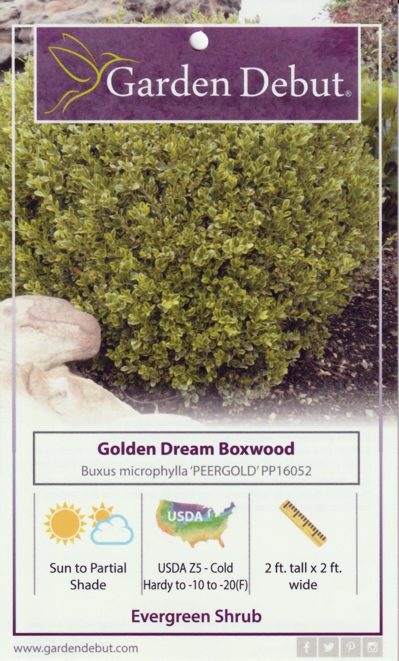 Golden Dream Boxwood showing its characteristic foliage and growth habit