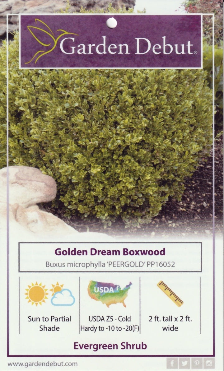 Golden Dream Boxwood showing its characteristic foliage and growth habit