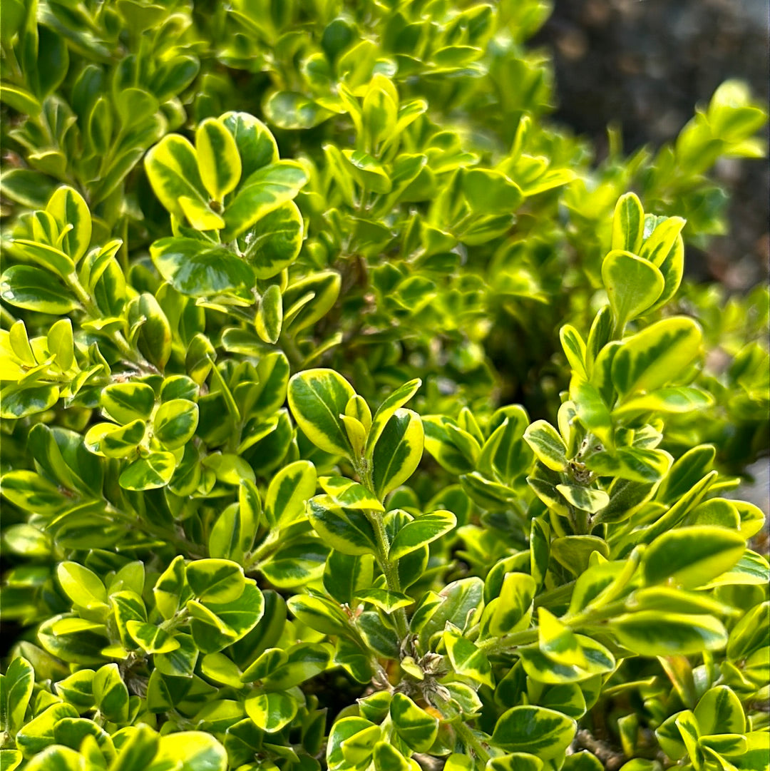 Golden Dream Boxwood showing its characteristic foliage and growth habit